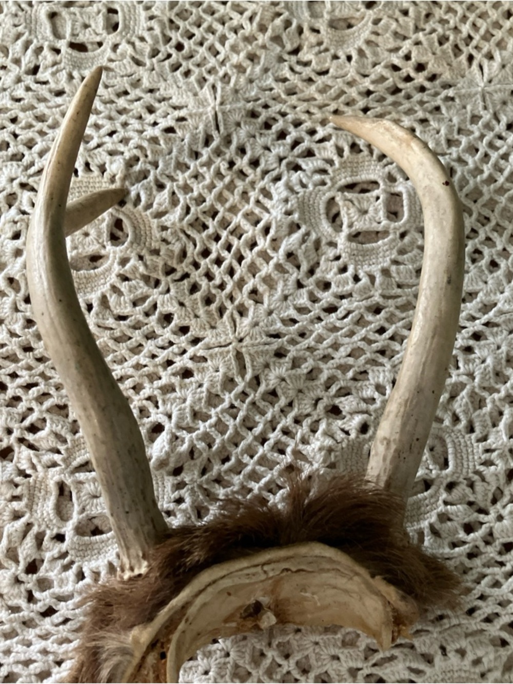 3 Point Real Whitetail Deer Antlers And Scull Cap Taxidermy Crafts More - Picture 2 of 7